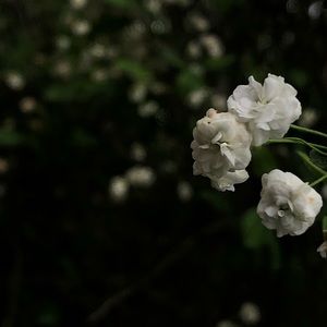 Meet your Posher, Cassidy